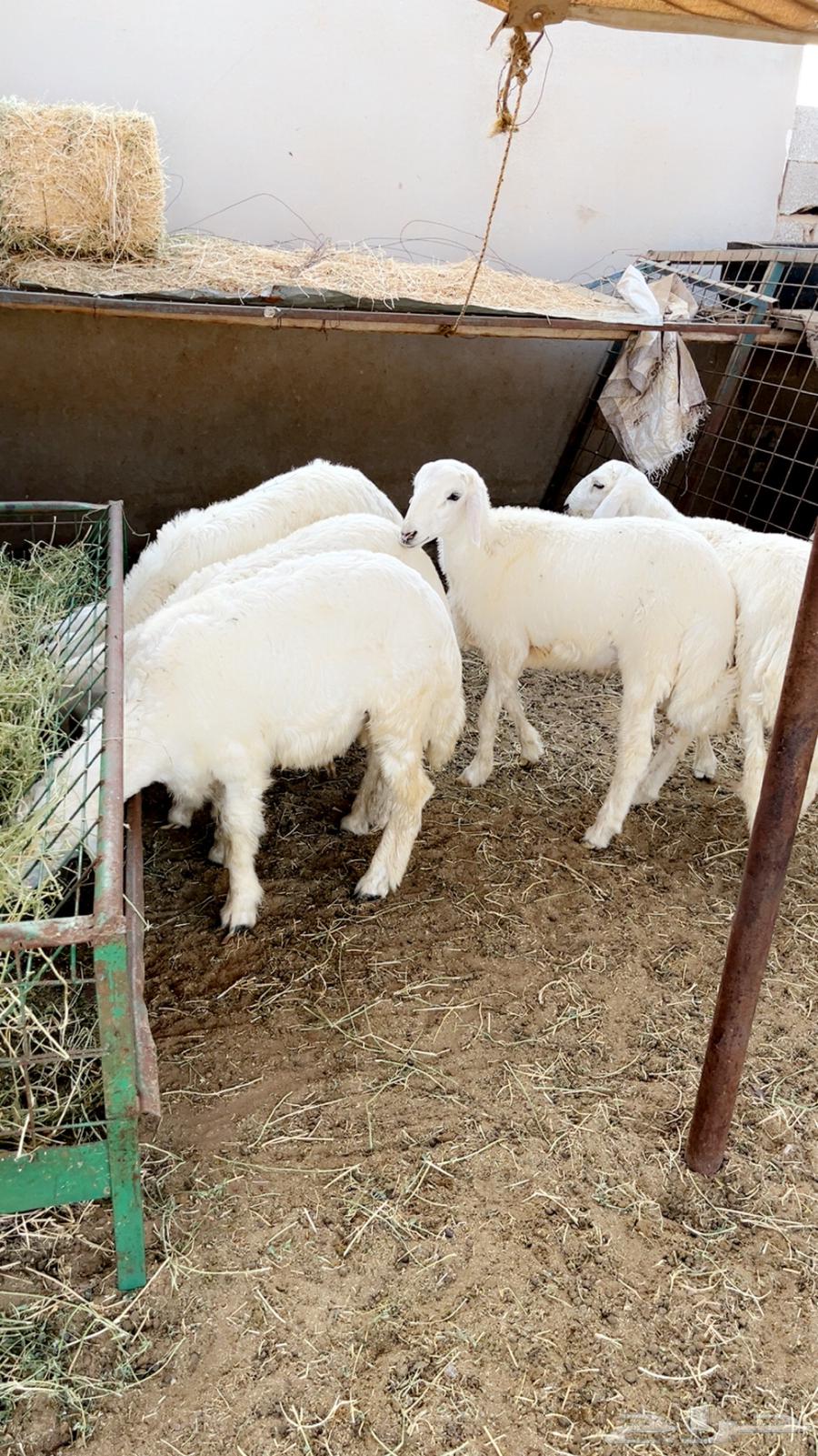 حريات للثلاجه اوزان طيبه مع خدمه ذبح وتوصيل64611729231489110