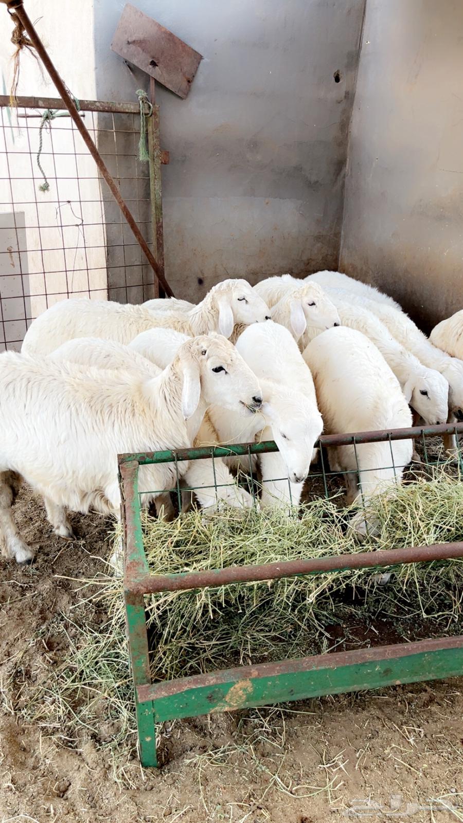 حريات للثلاجه اوزان طيبه مع خدمه ذبح وتوصيل64611729231489112