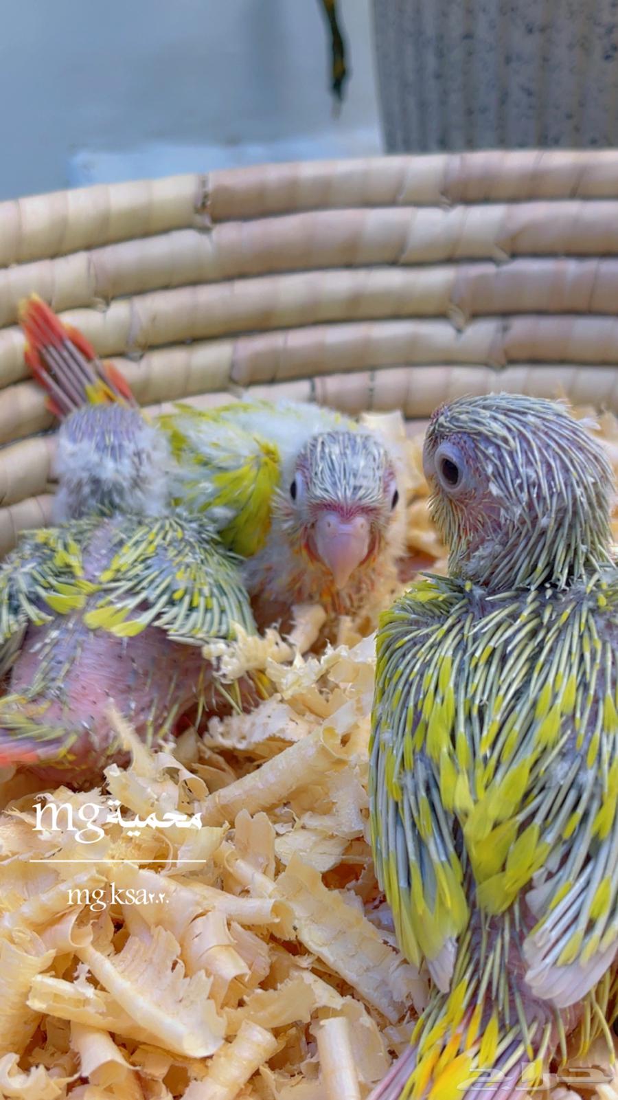 فروخ كنيوزر صن شيك ما شاء الله64590728807298114