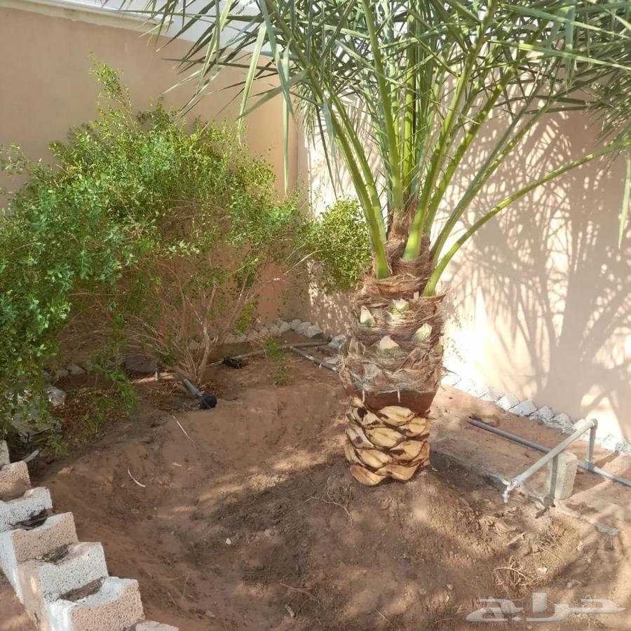 Tree, palm, and natural grass planting and removal64170926651395112