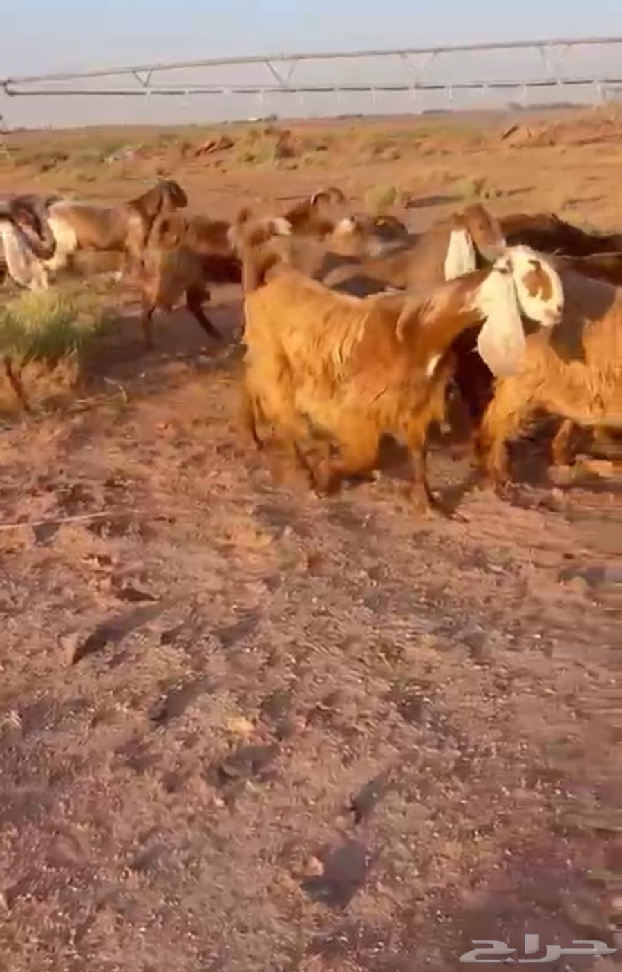 Jafar Musharik Cypriot-Egyptian Set – Premium Quality64689477115521110