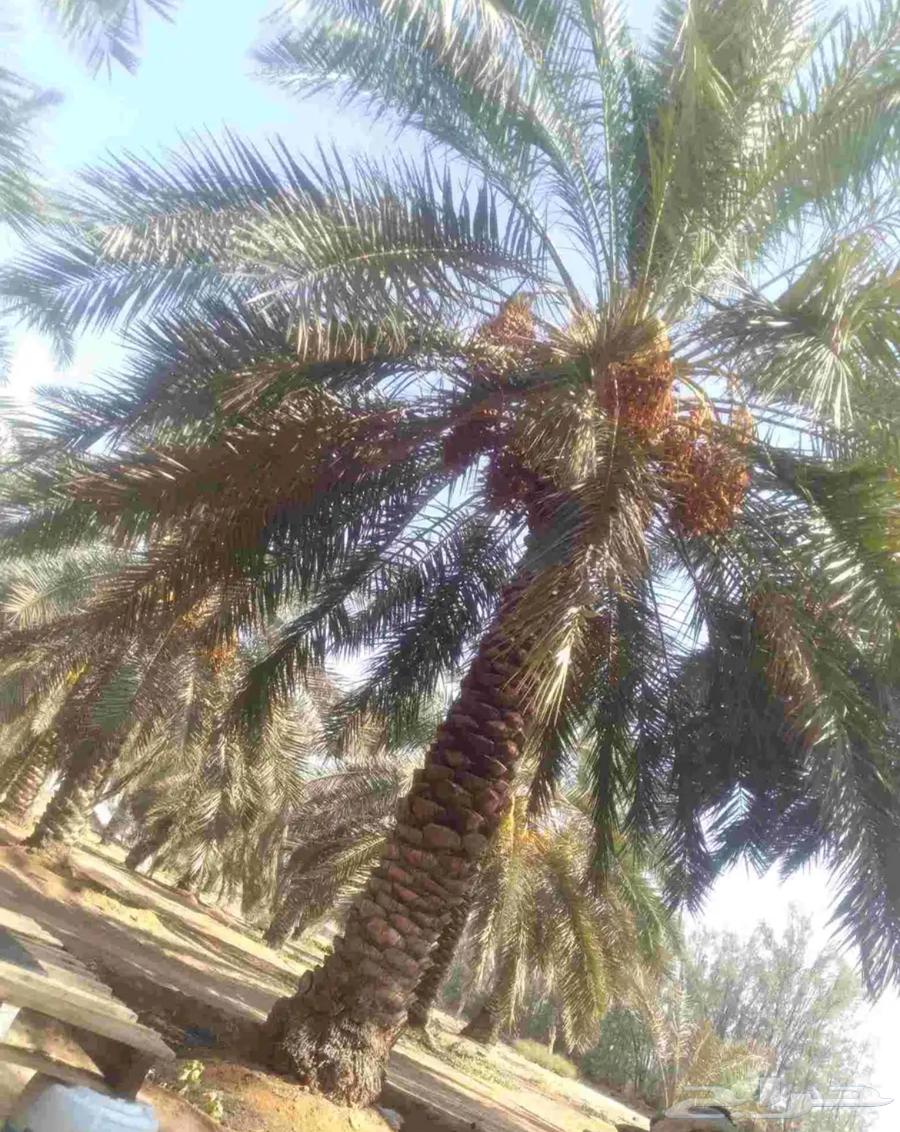 An organization operating in all palm tree locations64170688456579111