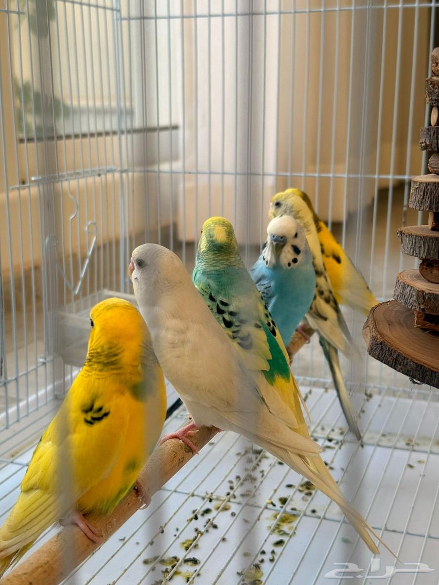 طيور حب64693190344323112