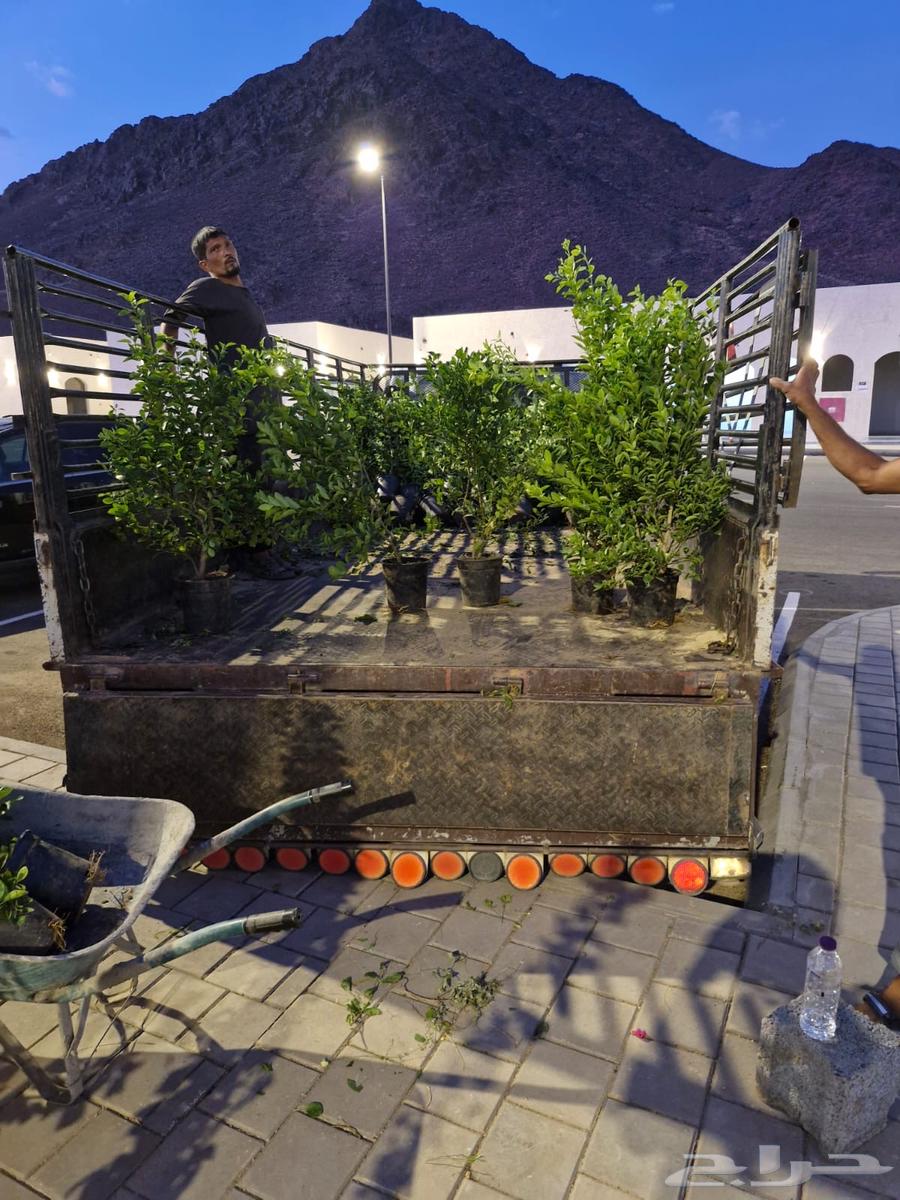 تعلن مشاتل عالم النباتات عن رحله زراعيه متجه الى الحناكية64163287746051113