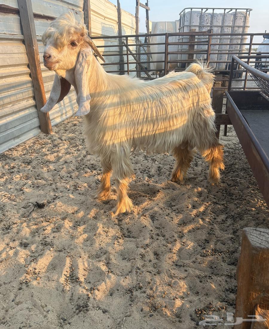 صخل كريمي مشروع فحل .. تم البيع تم64697738575747110