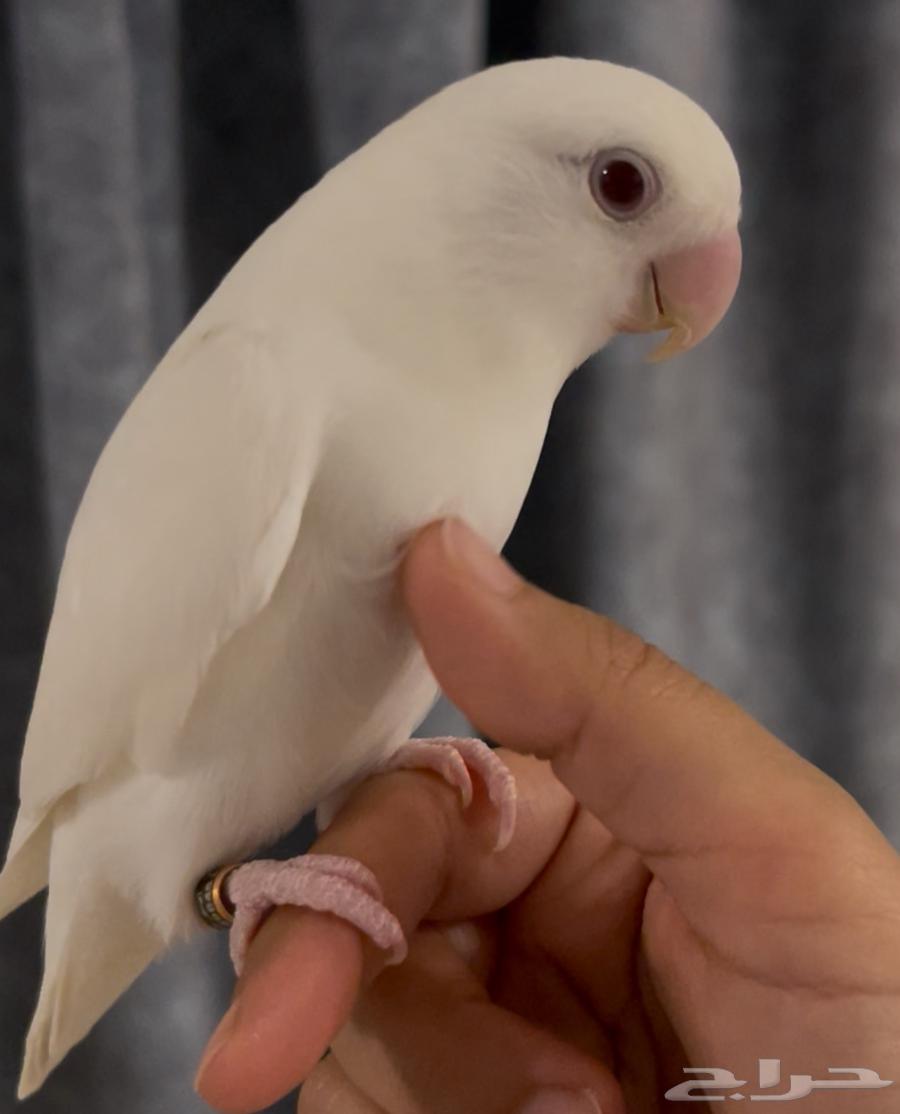 روز البينو ( ذكر) للبيع64542373514499110