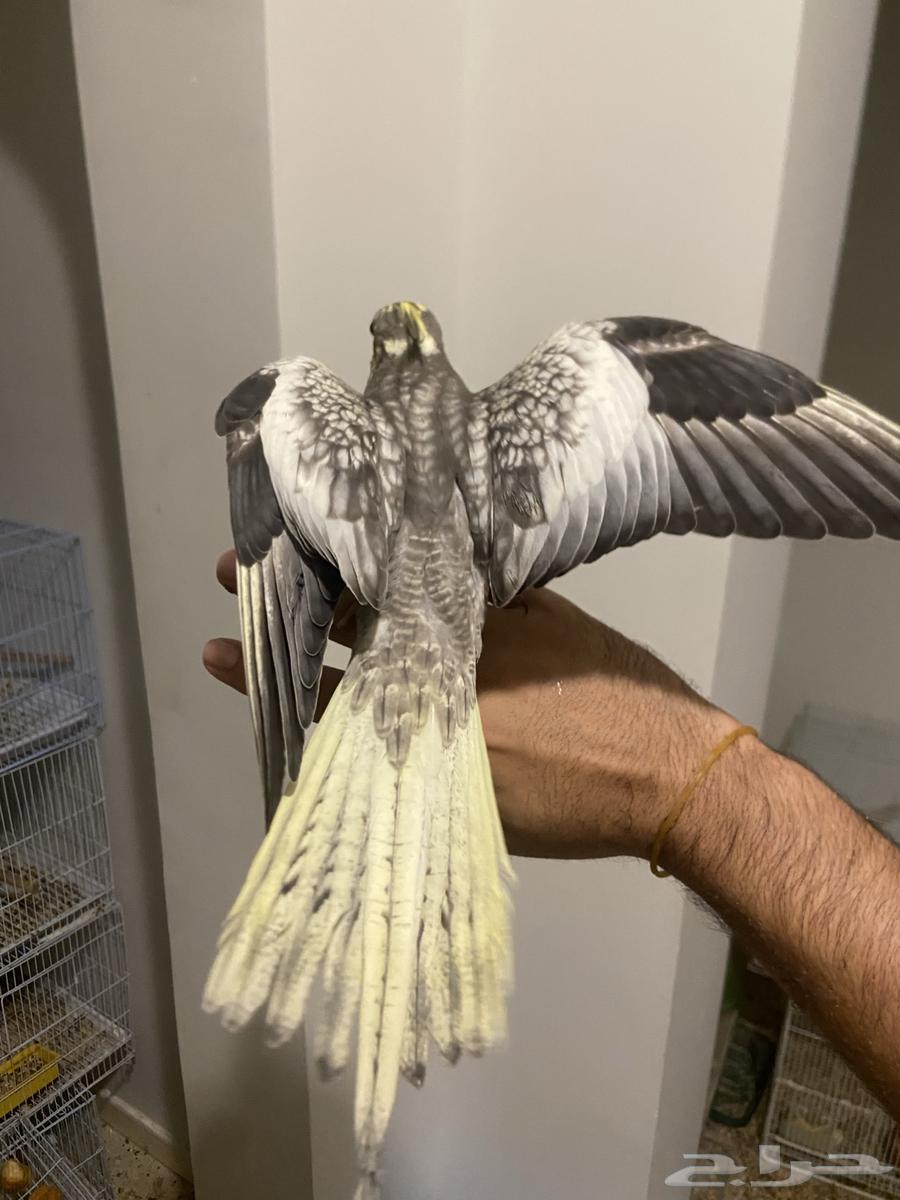 كروان اليف جدا  وهدد نشبة64513603958530112