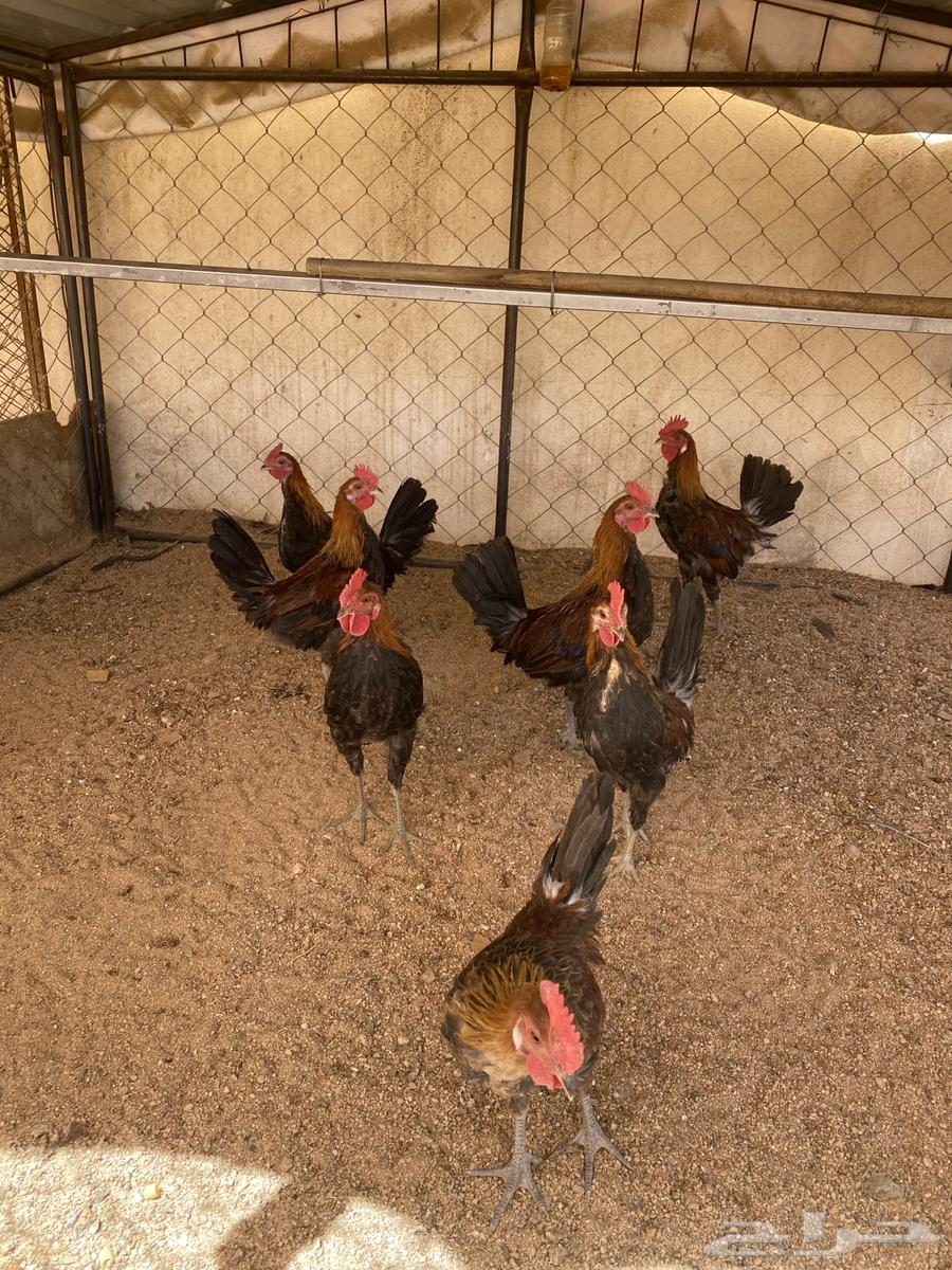 دجاج عربي اصيل فري64475016301057112