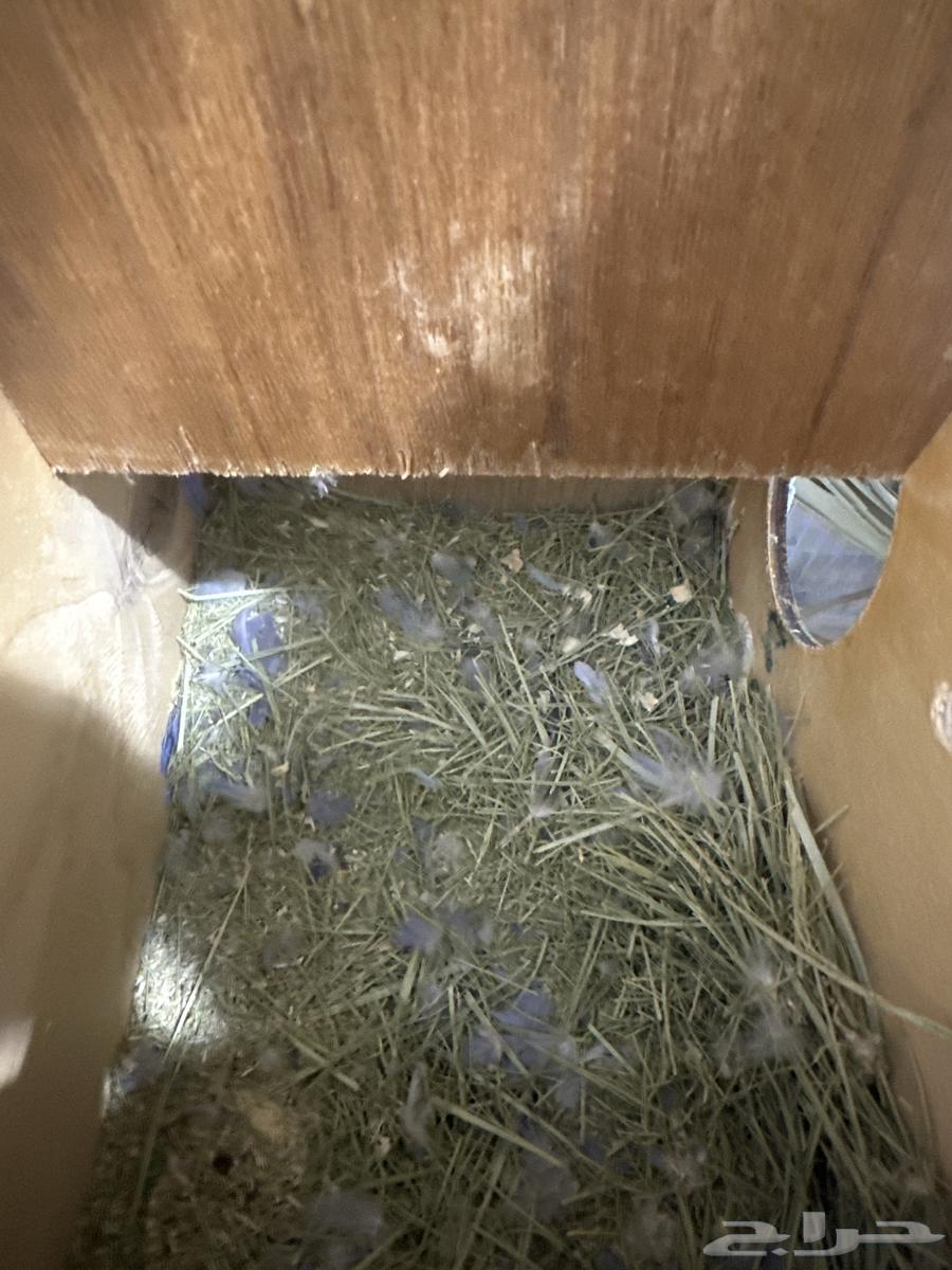 Nut of the day64497952000386111