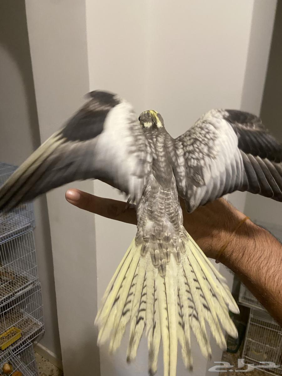 كروان اليف جدا  وهدد نشبة64513603958530114