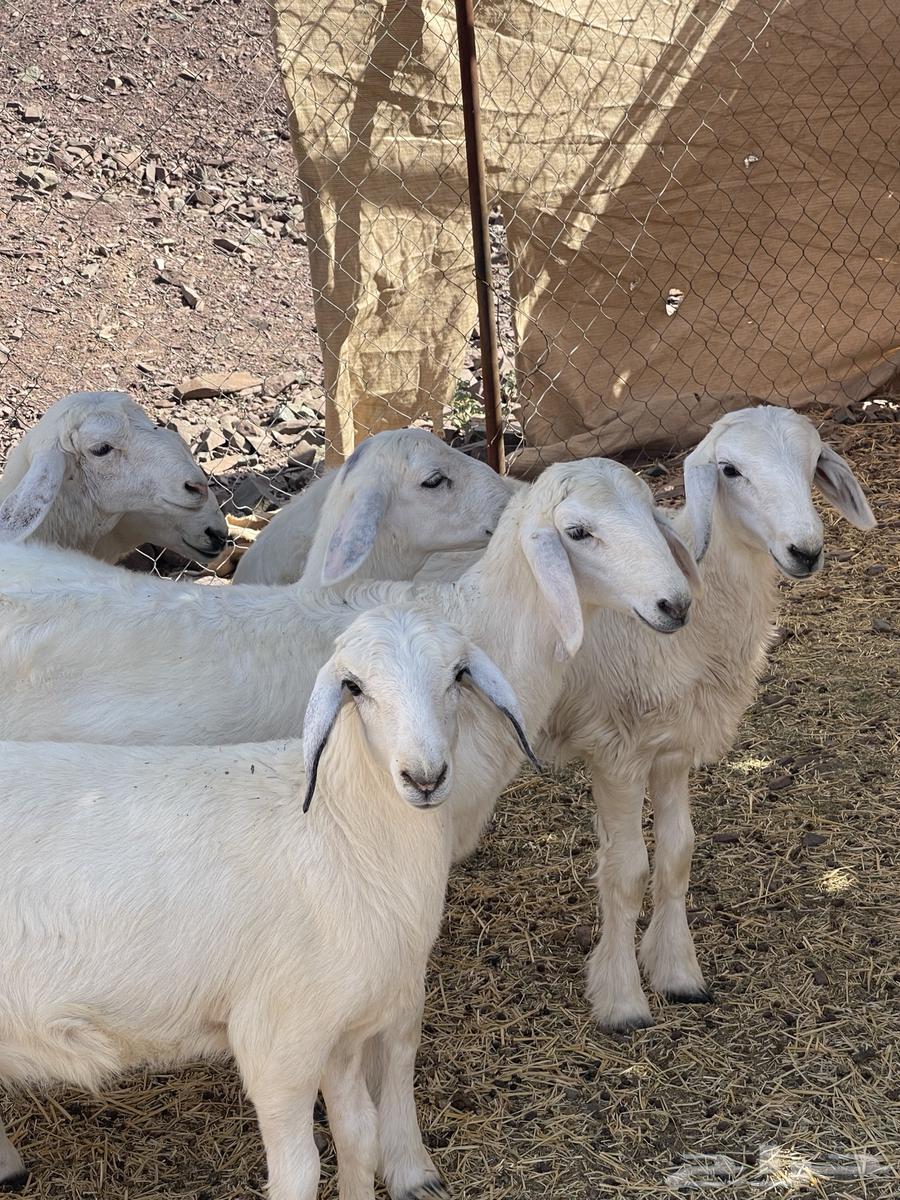 رخال صنف انباعت الله يبارك ل راعيها64693520093827111