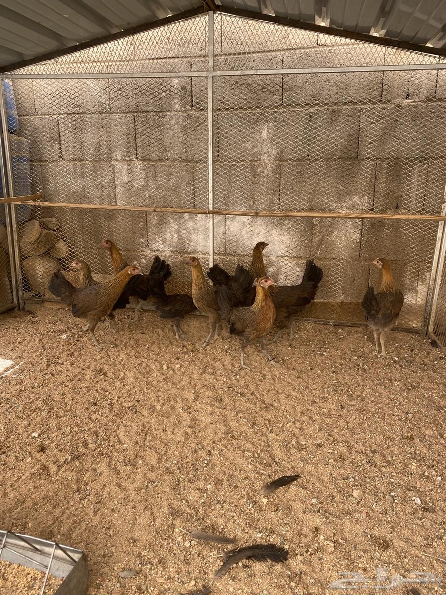 دجاج عربي اصيل فري64475016301057110