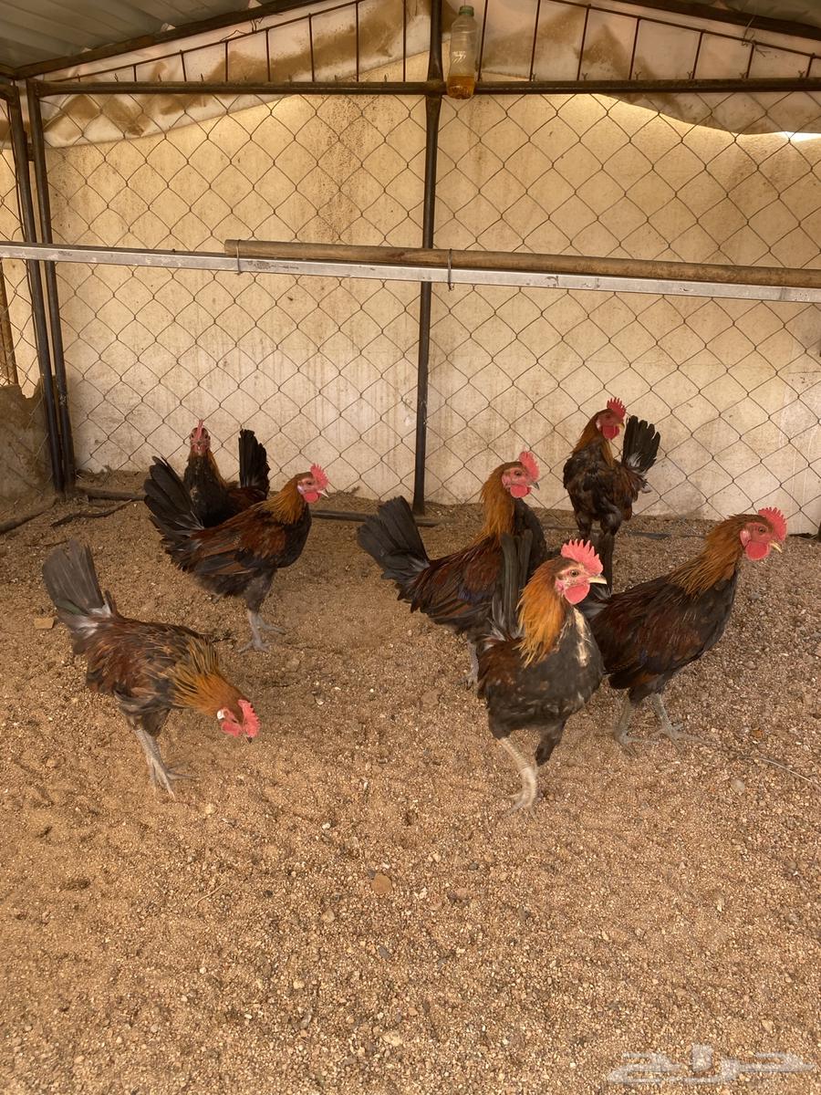 دجاج عربي اصيل فري64475016301057113