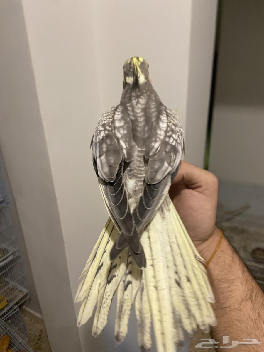 كروان اليف جدا  وهدد نشبة64513603958530111