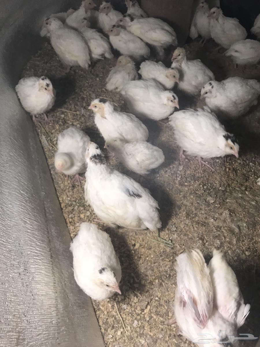 Texas Quail64534043040514112