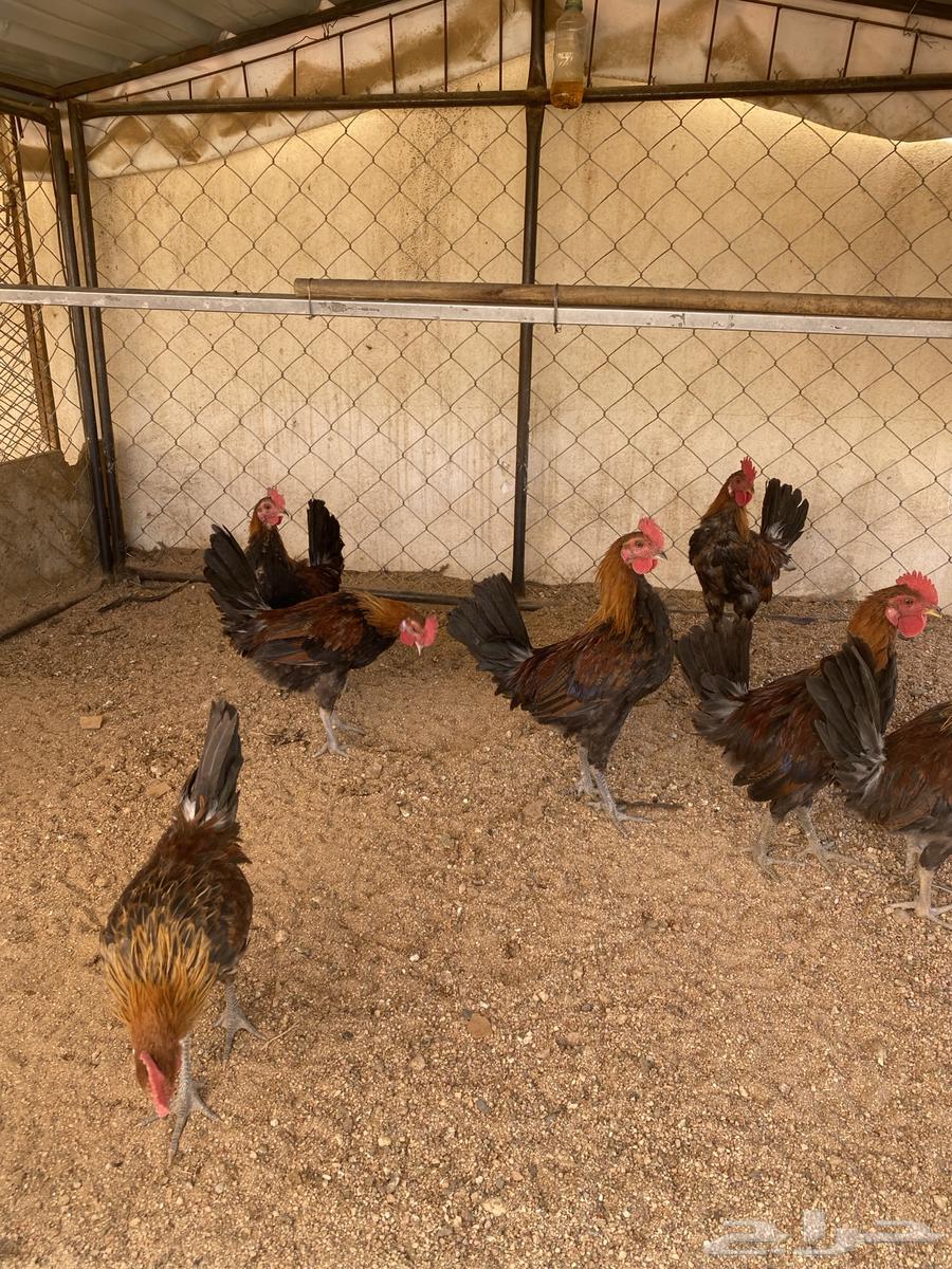 دجاج عربي اصيل فري64475016301057114