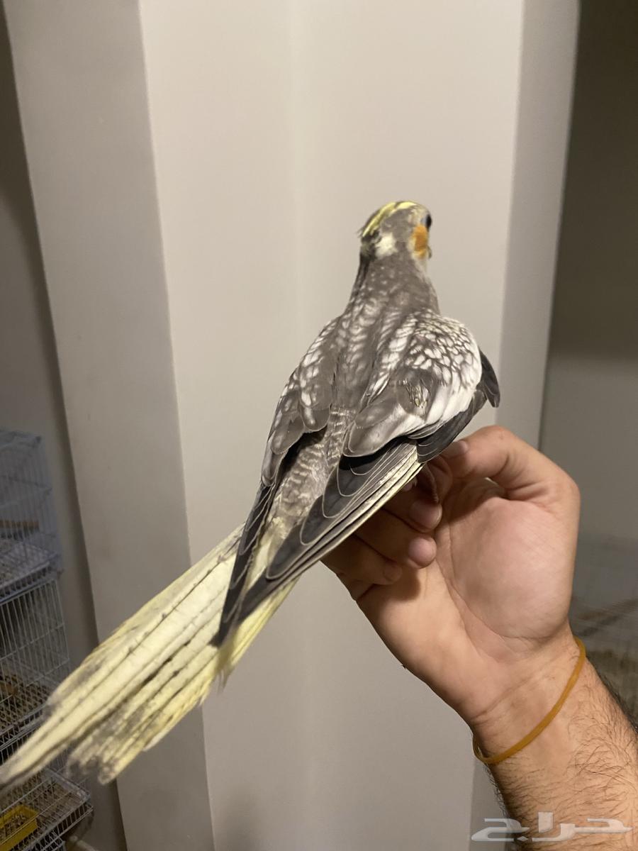 كروان اليف جدا  وهدد نشبة64513603958530113