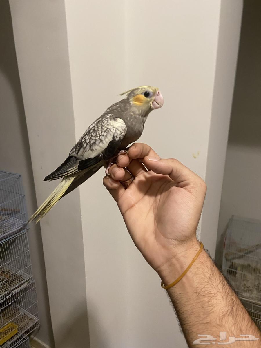 كروان اليف جدا  وهدد نشبة64513603958530110