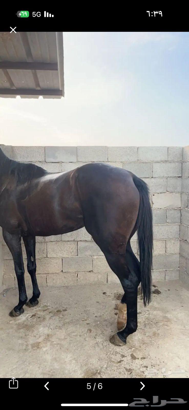 فرس انجليزية مسجله للبيع سعر مناسب جدا64695417154178112