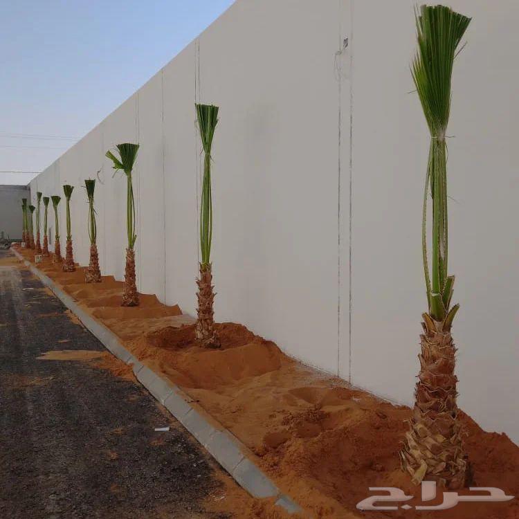 Tree, palm, and natural grass planting and removal64170926651395114