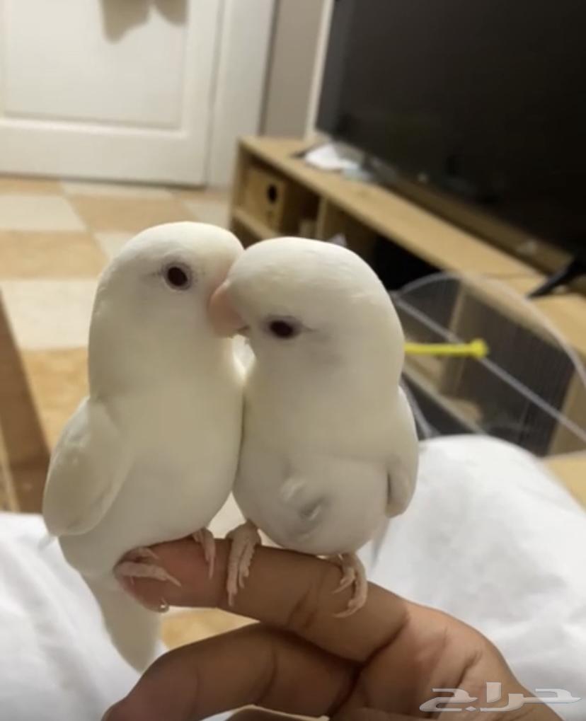 Pineapple Pair – Pure Product with Red Eyes64692094889218110