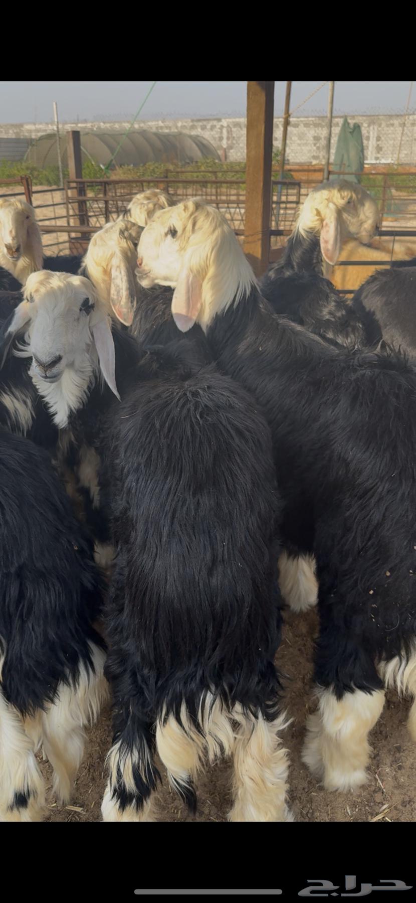 Najdi Sheep for Sacrifice – Fresh and Clean64692270053635110