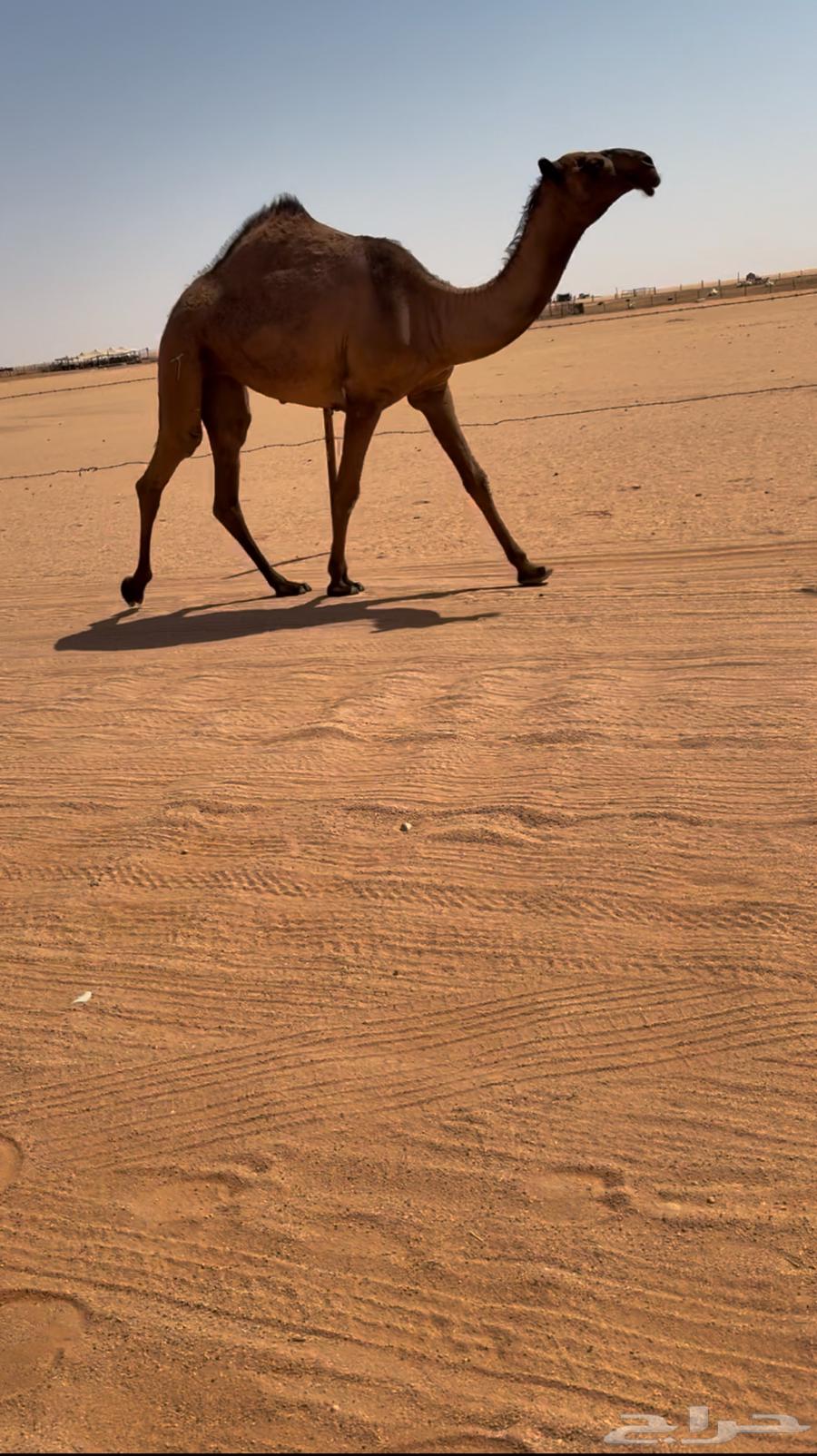 بكررره صفراء كفووو64418120029313110