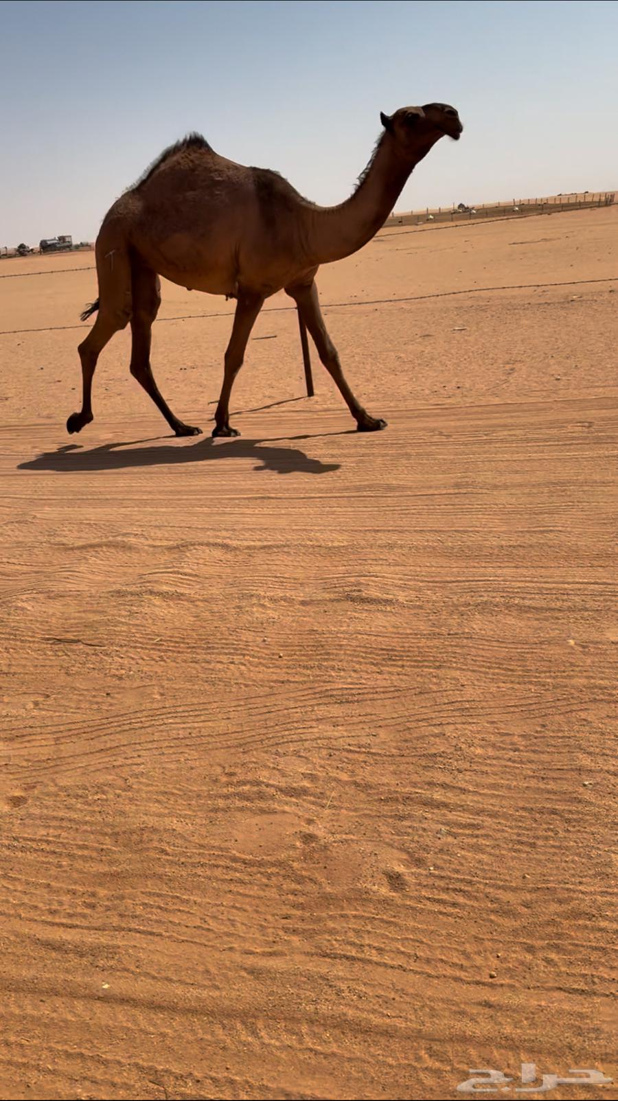 بكررره صفراء كفووو64418120029313111