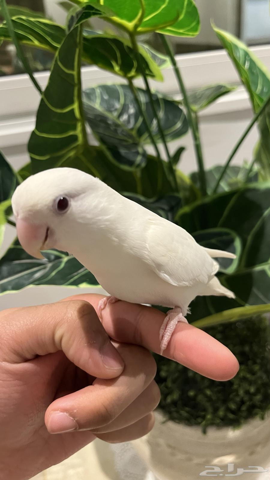 Pineapple Day64494016777602112