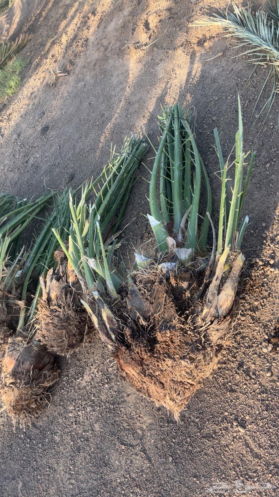 فسايل نخيل64540152678529113