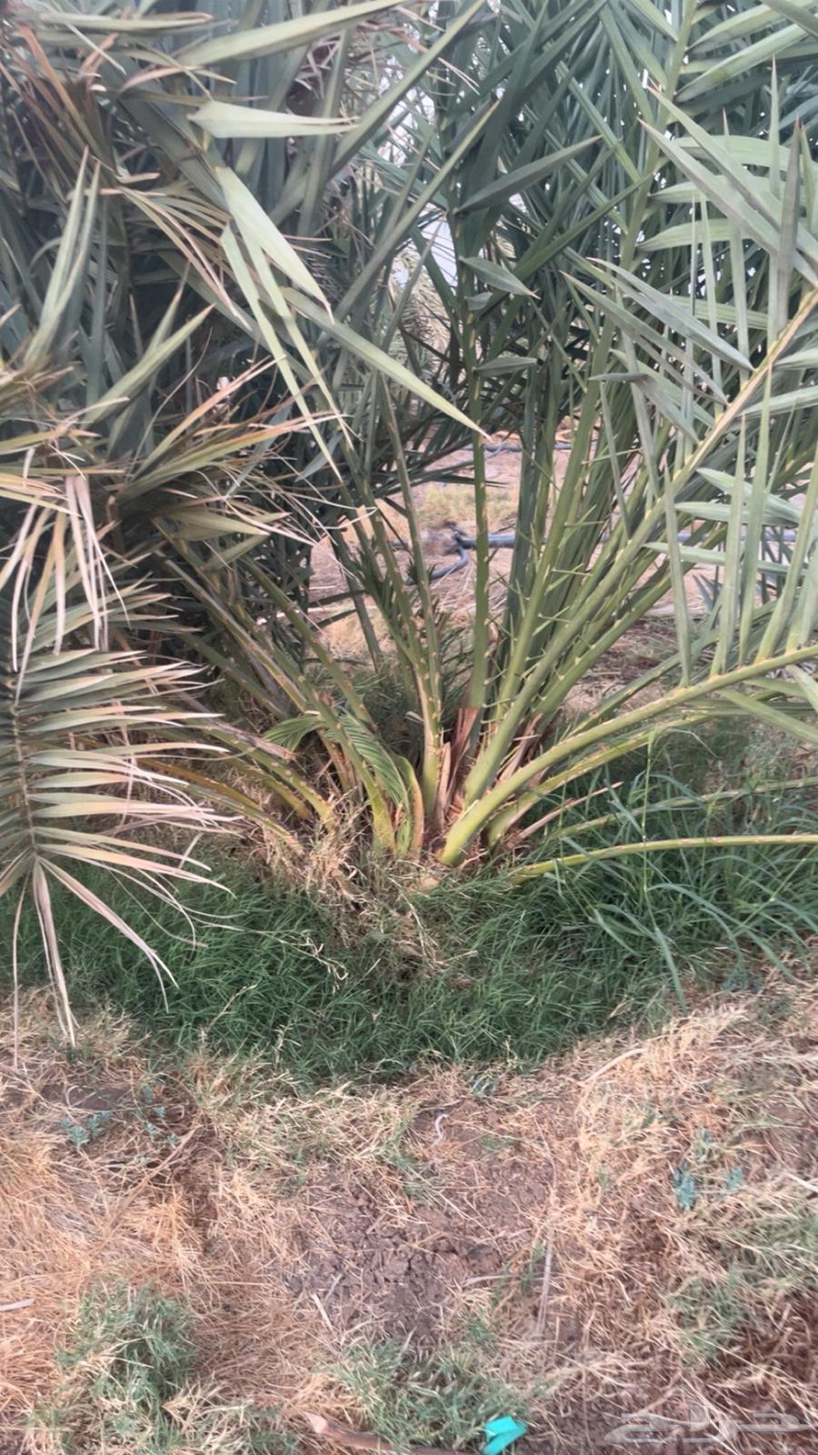 فسايل نخيل64540152678529114