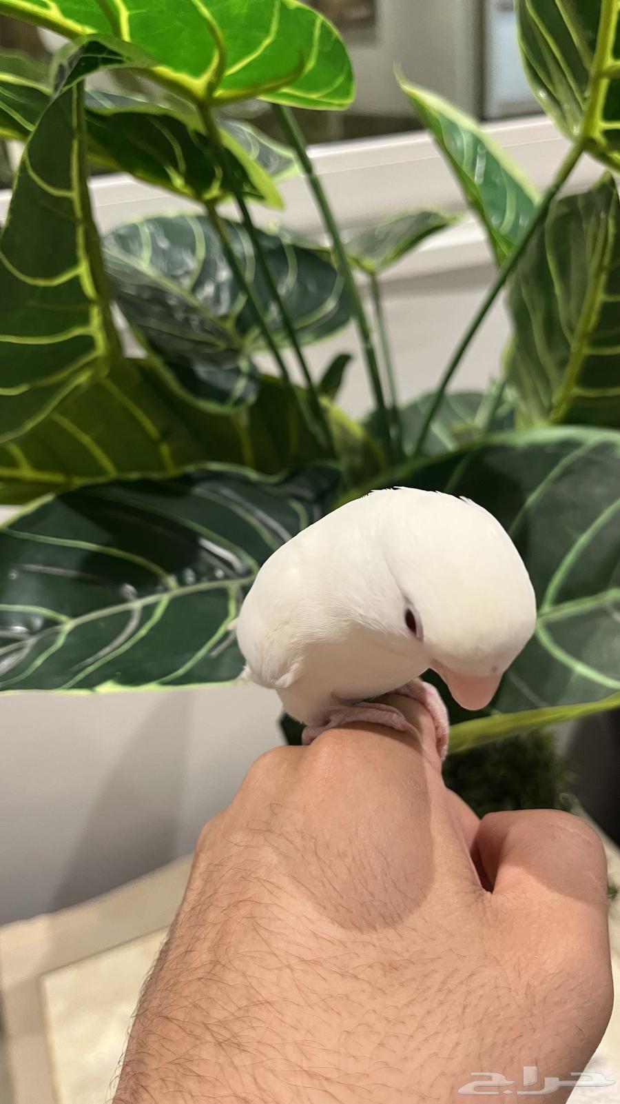 Pineapple Day64494016777602111