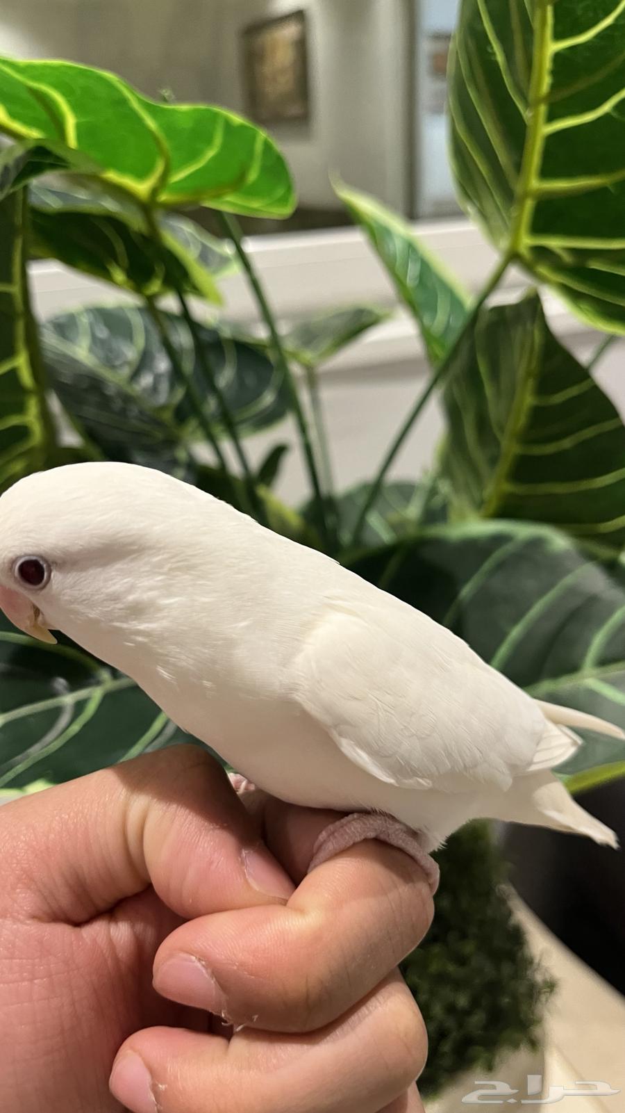 Pineapple Day64494016777602110