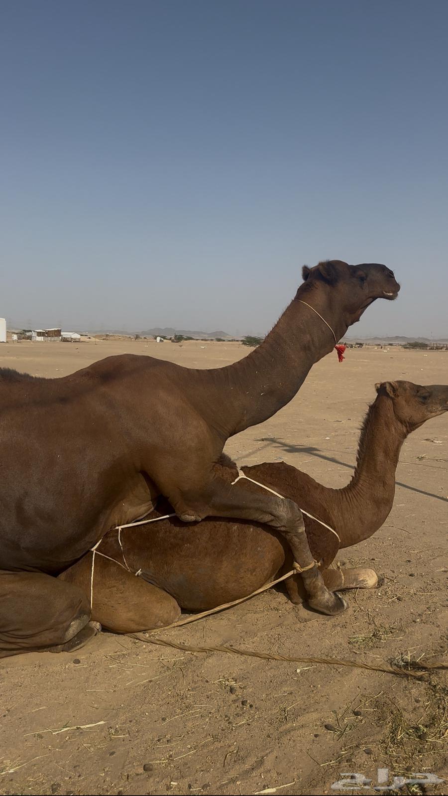 Brown male camel, four-toed, from the coast64404139419265110