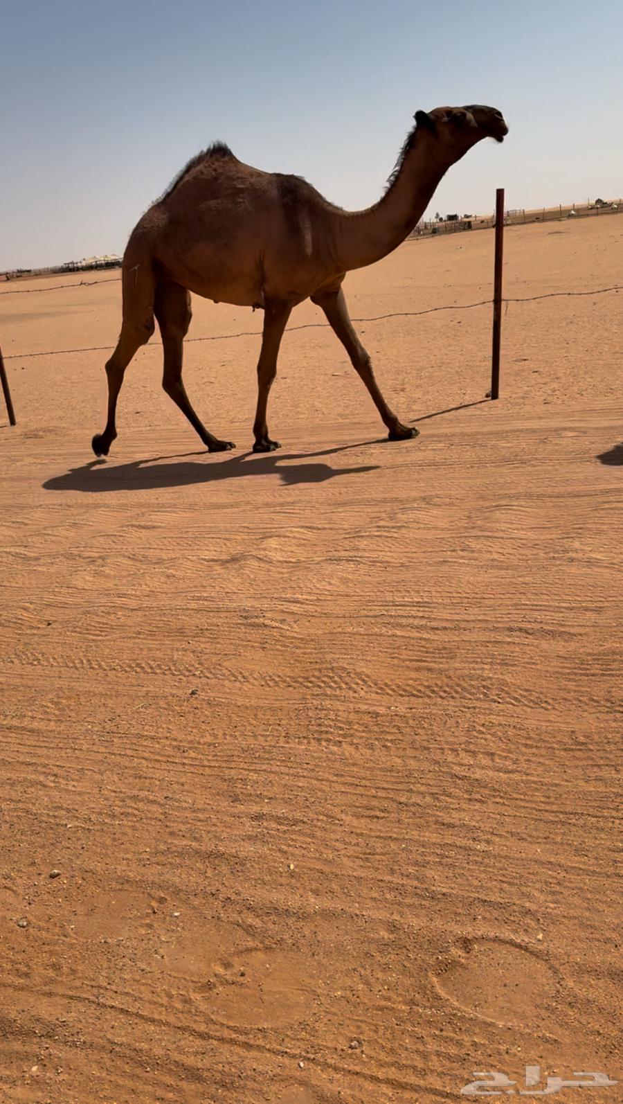 بكررره صفراء كفووو64418120029313113