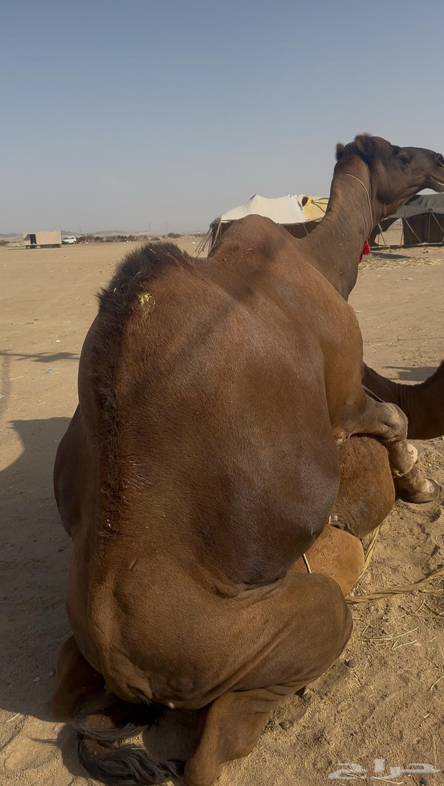 Brown male camel, four-toed, from the coast64404139419265113
