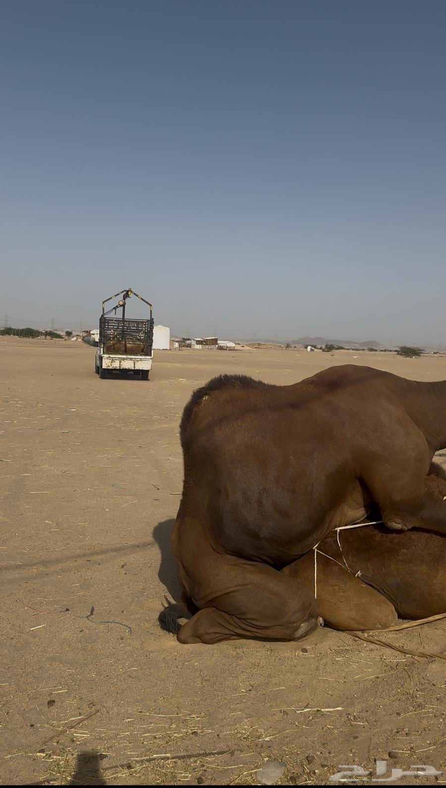 Brown male camel, four-toed, from the coast64404139419265112