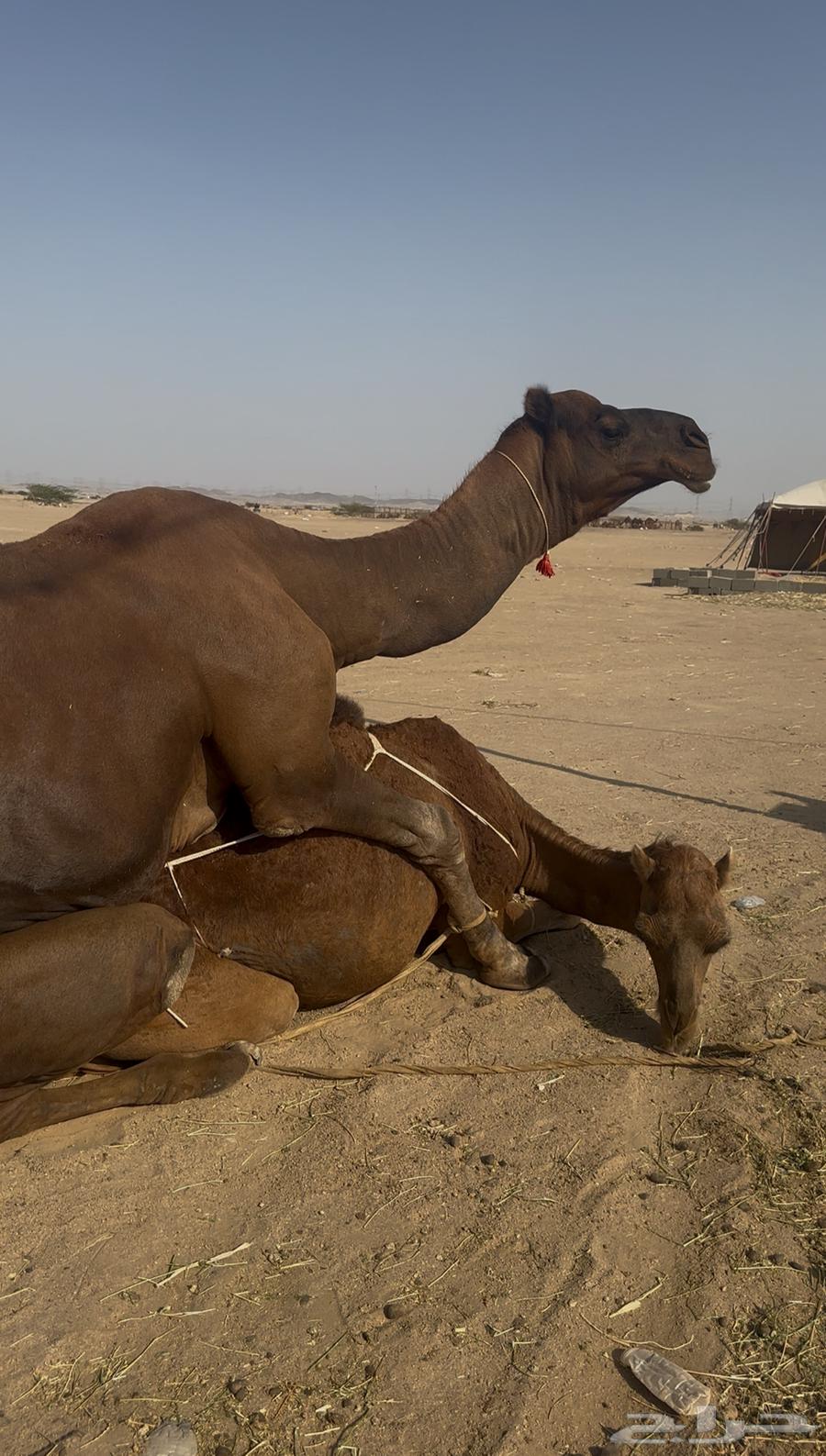 Brown male camel, four-toed, from the coast64404139419265111
