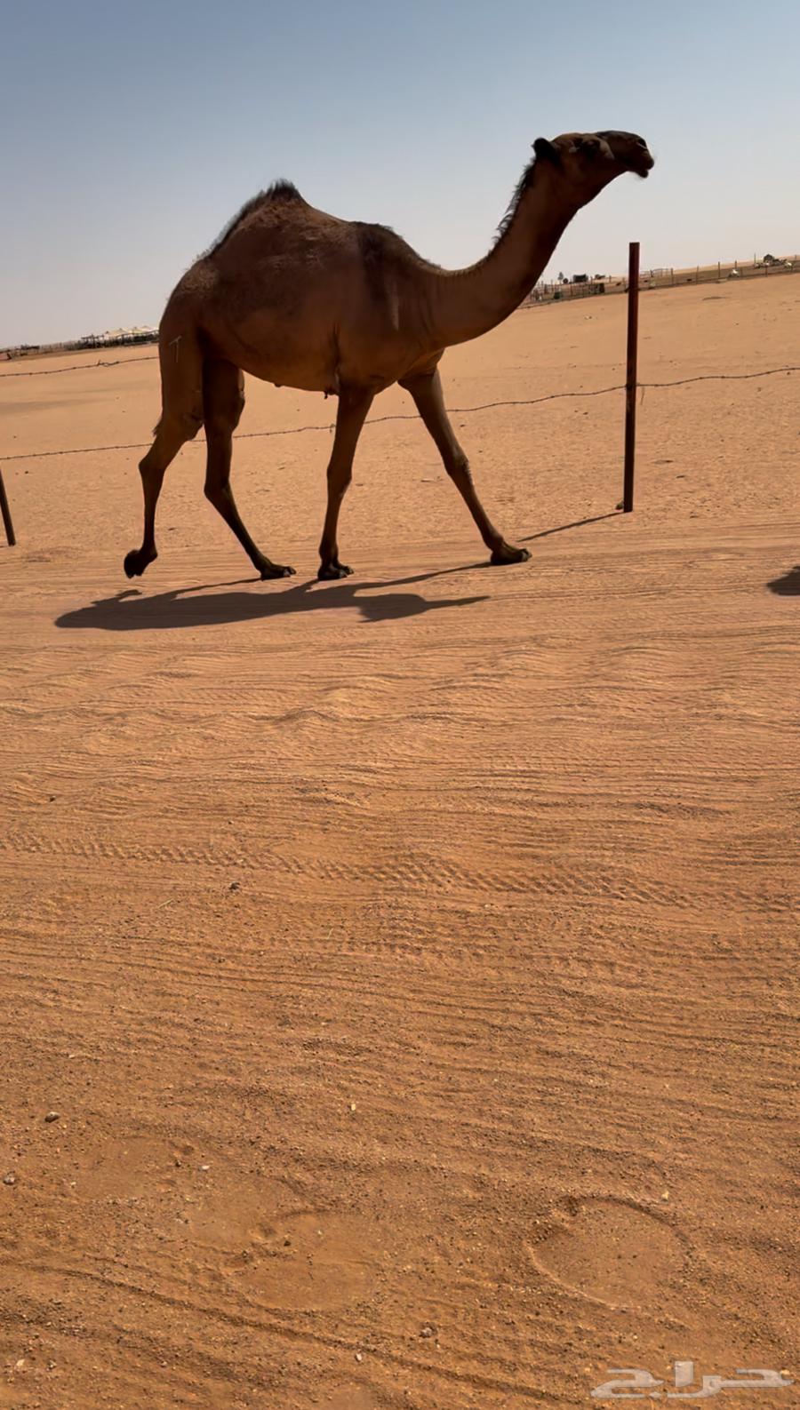 بكررره صفراء كفووو64418120029313112