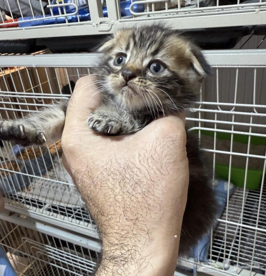 قطط سكوتش فولد للبيع64491184537729110