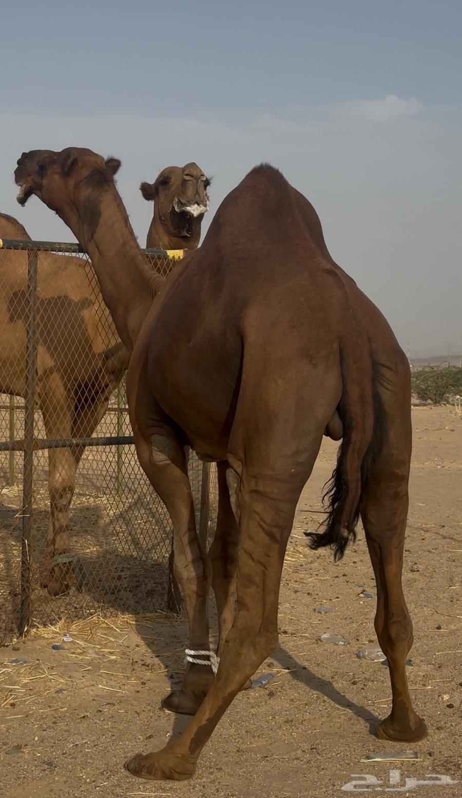 Brown male camel, four-toed, from the coast64404139419265114