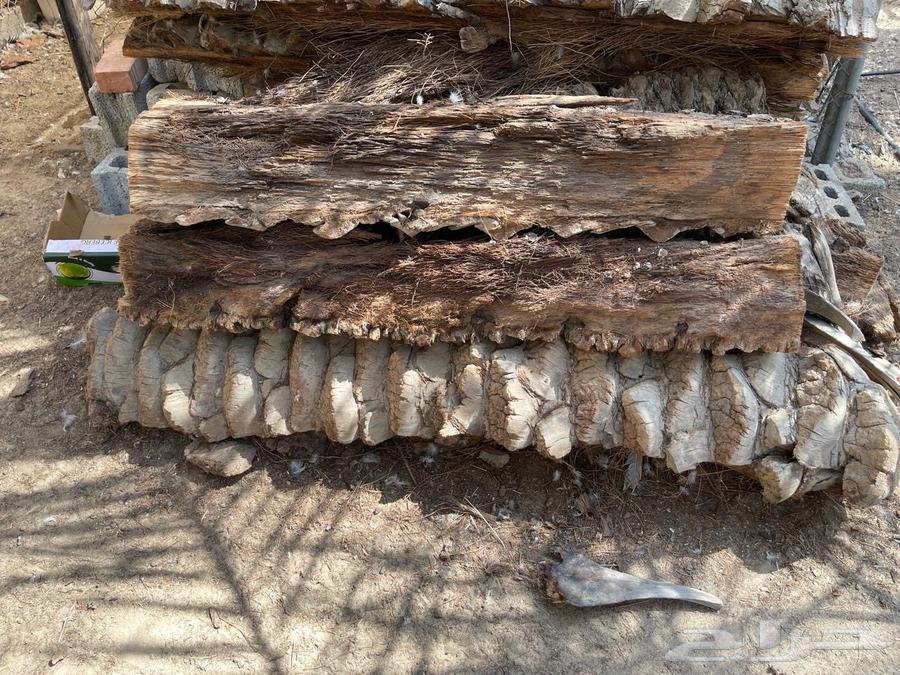 Large palm trunks64491605629058111