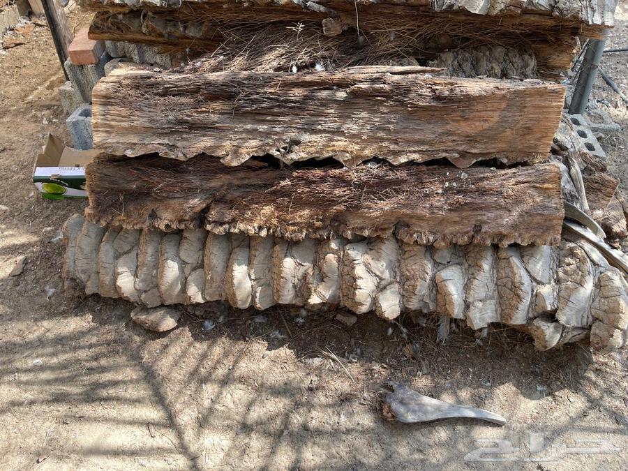 Large palm trunks64491605629058112