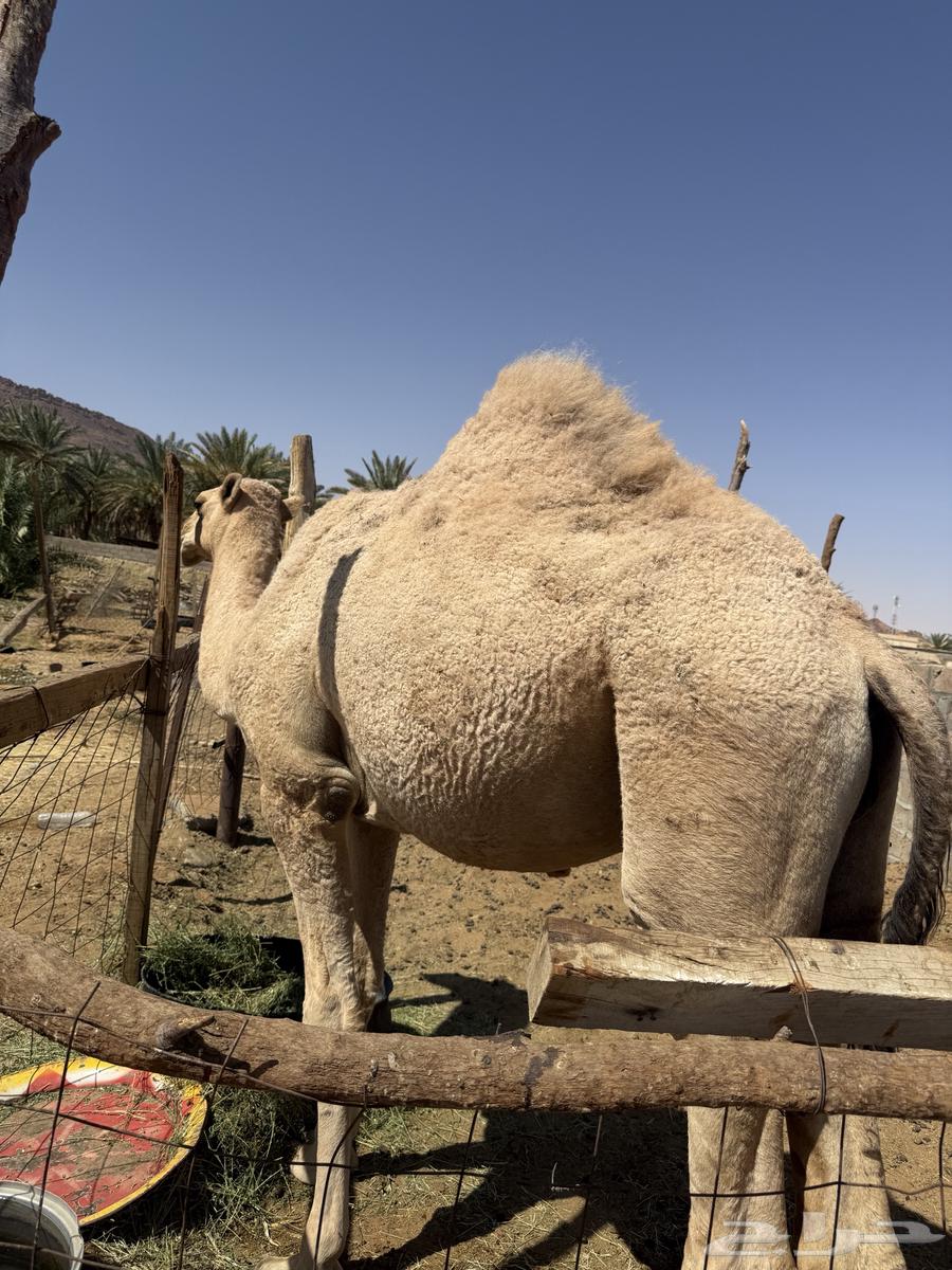 قعود للبيع64496654248449111