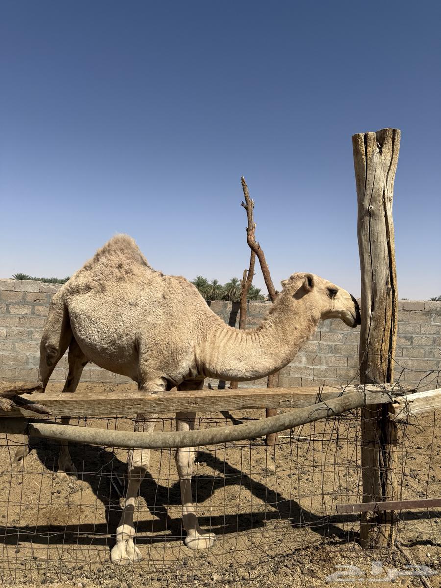 قعود للبيع64496654248449112