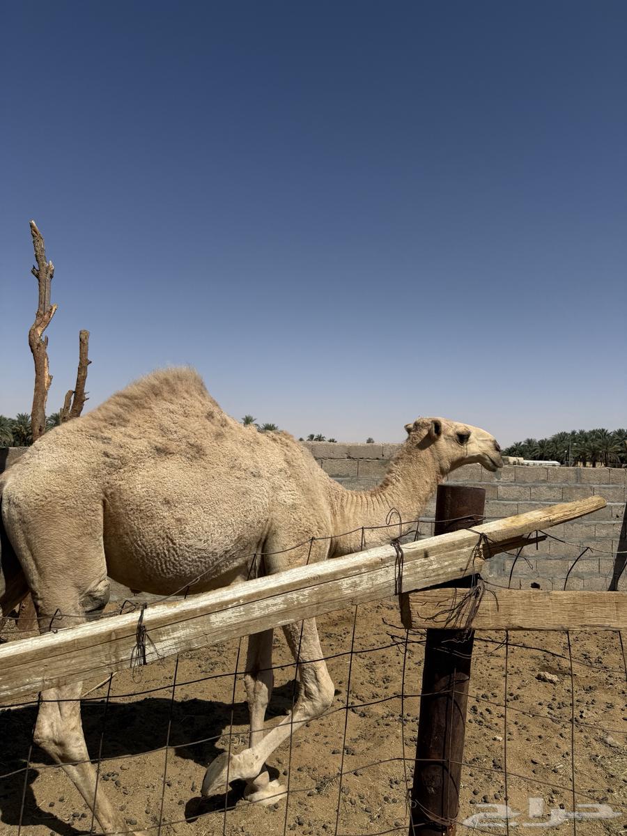 قعود للبيع64496654248449110