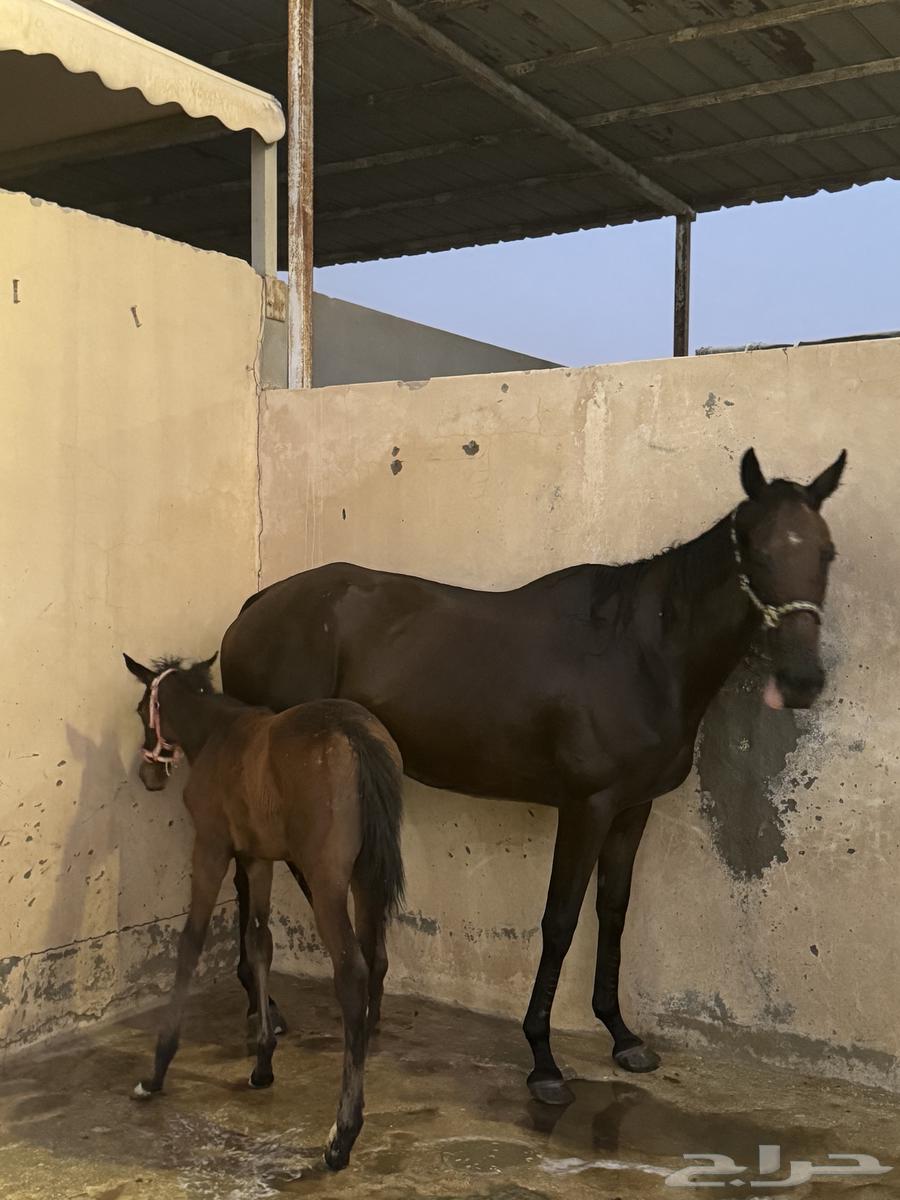 فرس انقليزيه للبيع64484566307586111