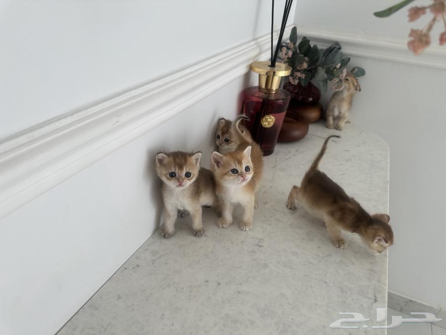 مجموعة كيتن ذكوره وإناث للحجز64581045668098112