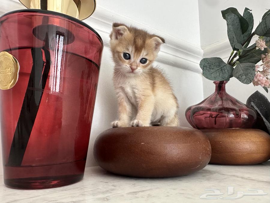 مجموعة كيتن ذكوره وإناث للحجز64581045668098110