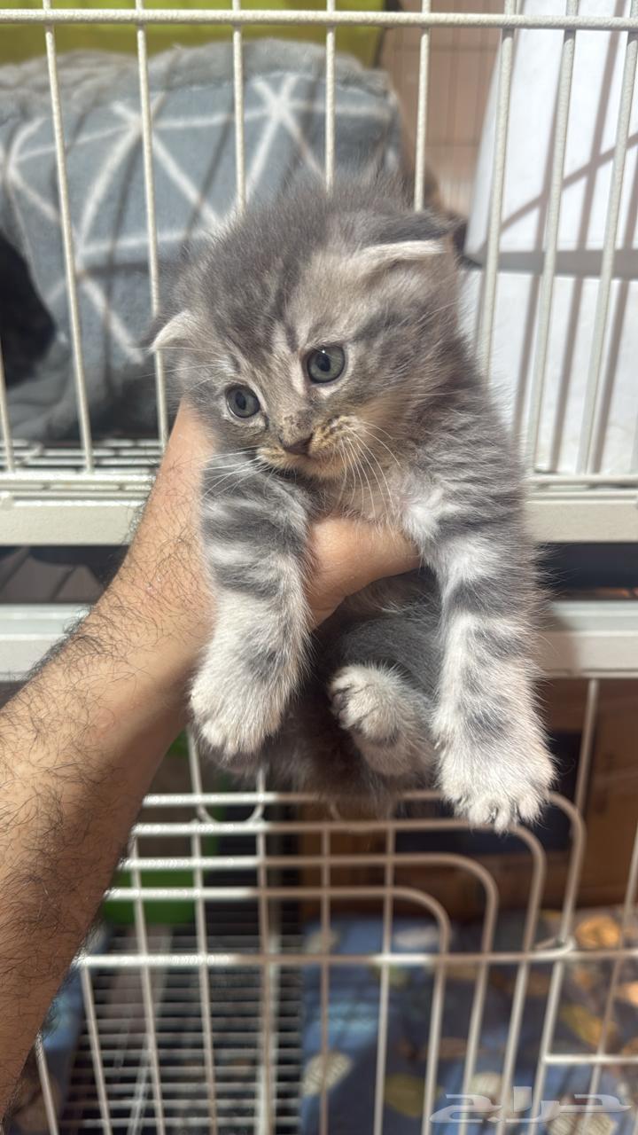 قطط سكوتش فولد للبيع64491184537729111
